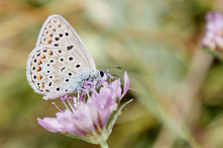 Polyommatus escheri - Azul de Escher