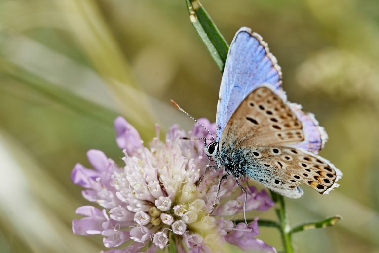 Polyommatus escheri - Azul de Escher