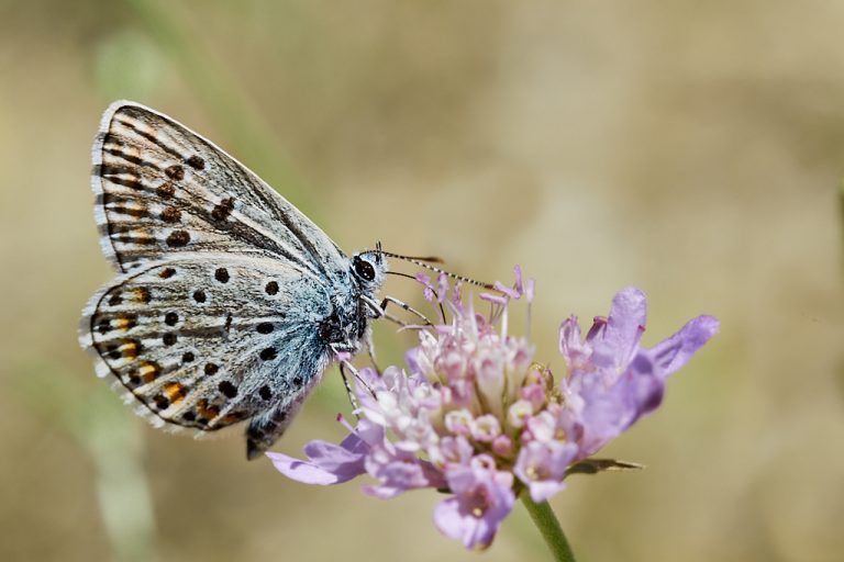 Polyommatus escheri - Azul de Escher