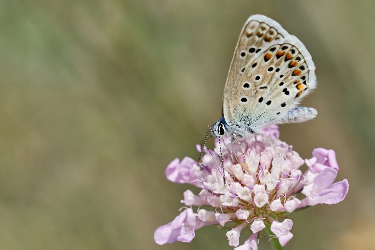 Polyommatus escheri - Azul de Escher