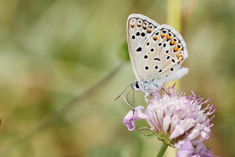 Polyommatus escheri - Azul de Escher