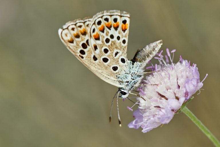 Polyommatus escheri - Azul de Escher