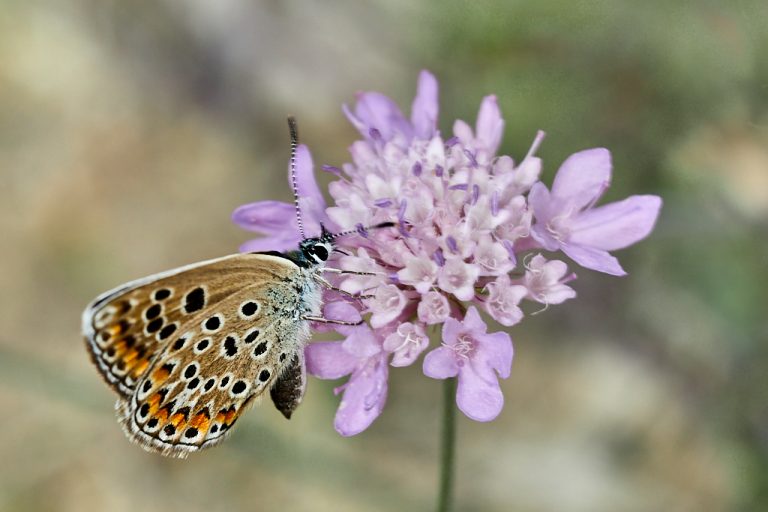 Polyommatus escheri - Azul de Escher