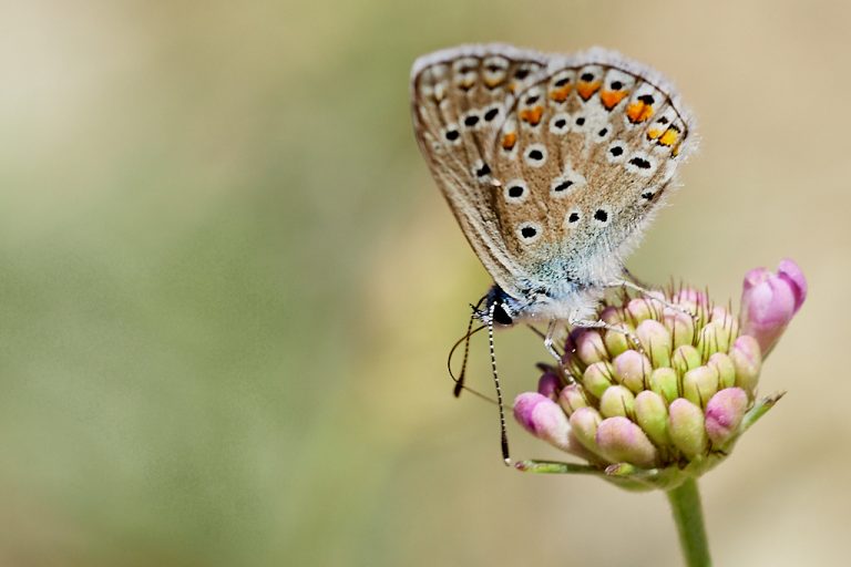 Polyommatus icarus - Mariposa azul comun