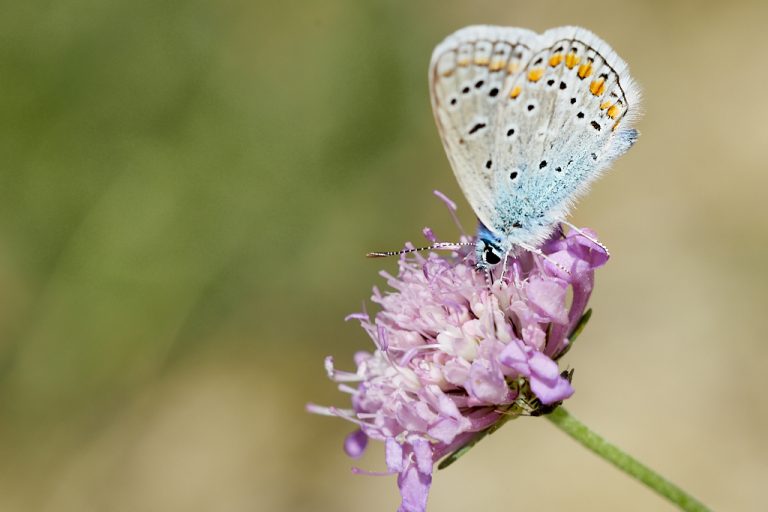 Polyommatus icarus - Mariposa azul comun