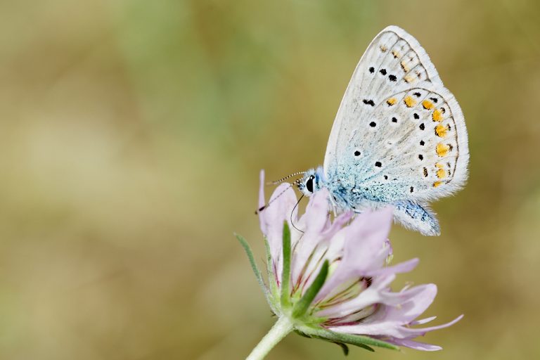 Polyommatus icarus - Mariposa azul comun