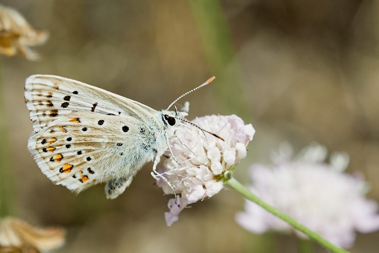 Polyommatus icarus - Mariposa azul comun