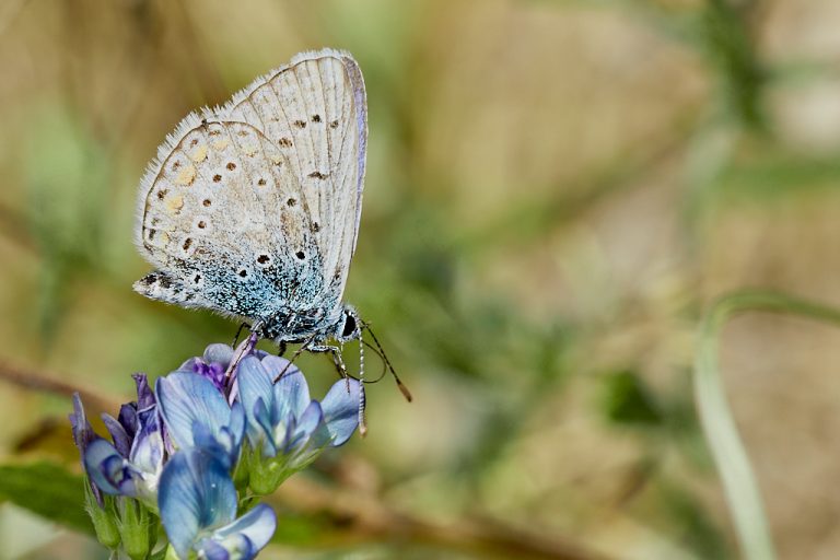 Polyommatus icarus - Mariposa azul comun