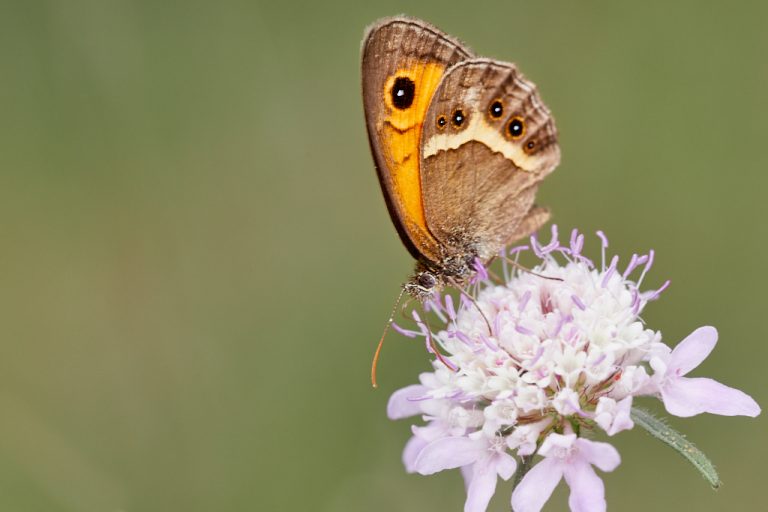 Pyronia bathseba - Lobito listado