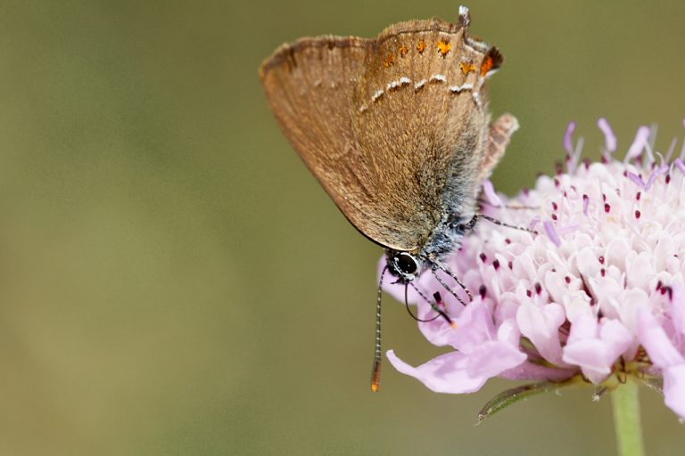 Satyrium esculi - Querquera