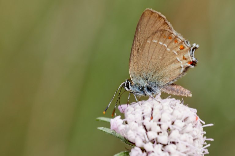 Satyrium esculi - Querquera