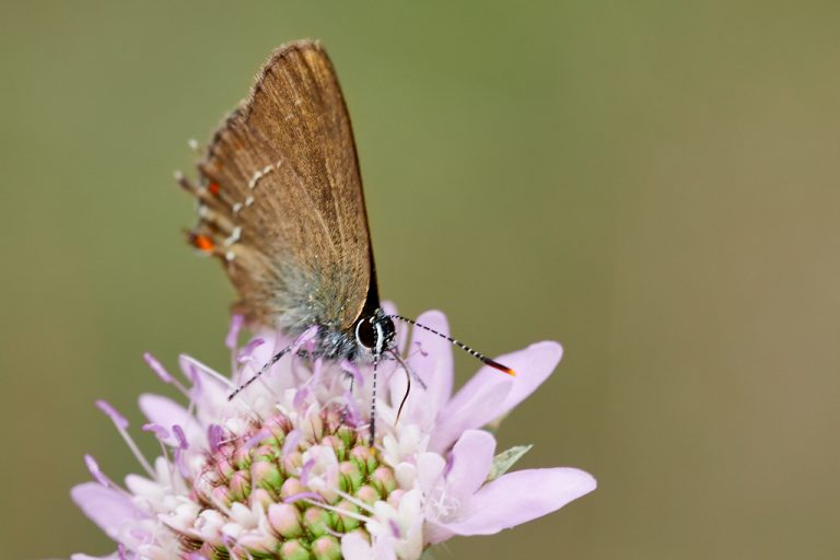 Satyrium esculi - Querquera