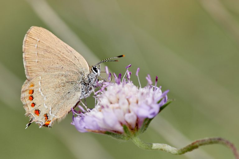 Satyrium esculi - Querquera