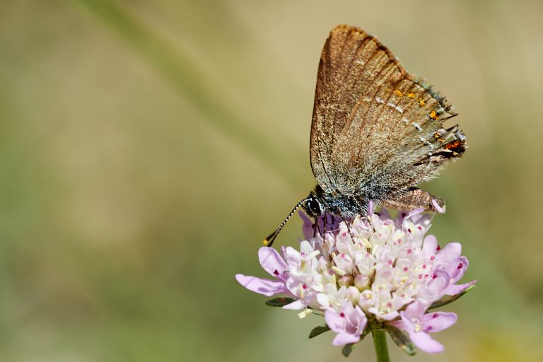 Satyrium esculi - Querquera