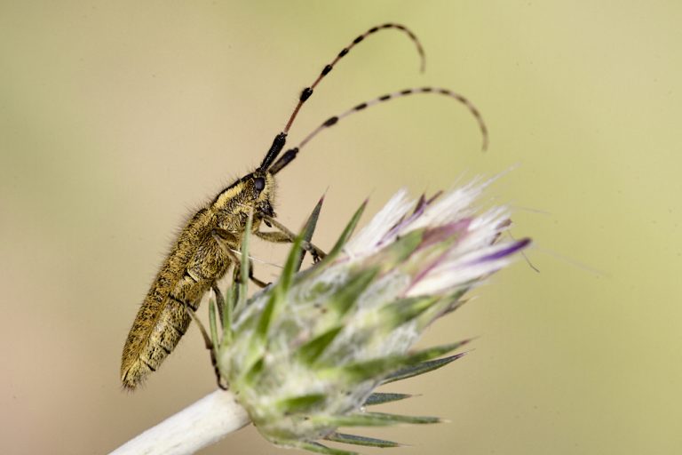 Agapanthia villosoviridescens - Longicornio de pelillos iridiscente