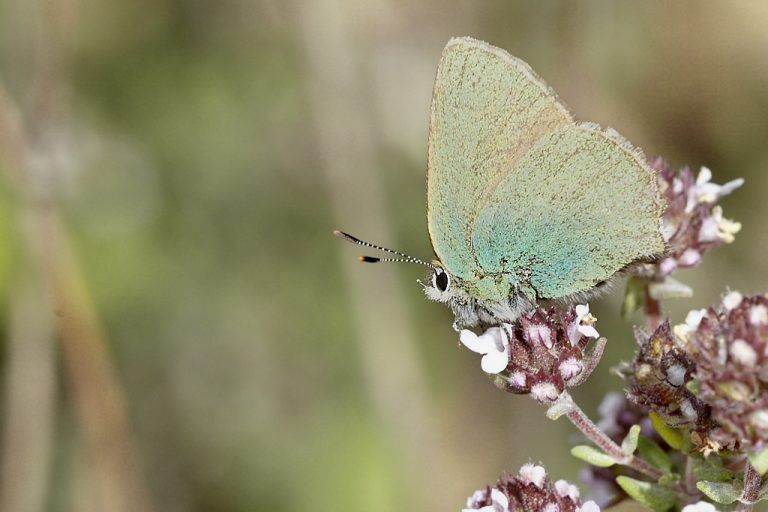 Callophrys rubi - Cejialba