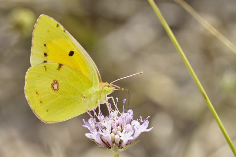 Colias crocea - Colias común