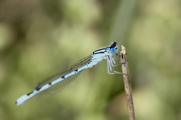 Enallagma cyathigerum - Caballito del diablo azul común