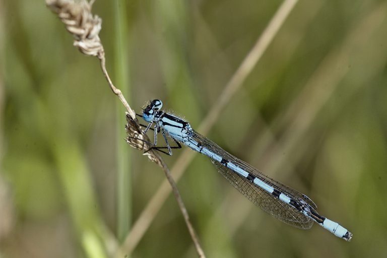 Enallagma cyathigerum - Caballito del diablo azul común