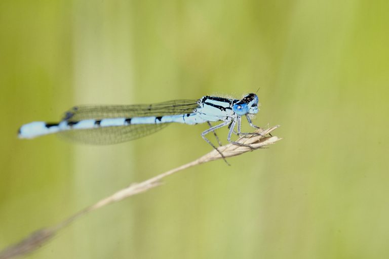 Enallagma cyathigerum - Caballito del diablo azul común