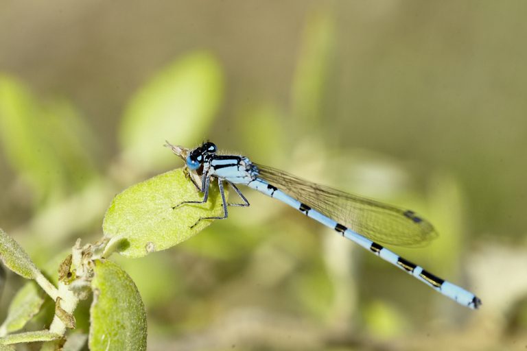 Enallagma cyathigerum - Caballito del diablo azul común