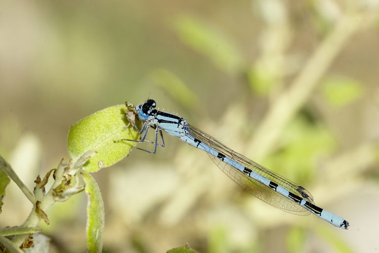 Enallagma cyathigerum - Caballito del diablo azul común