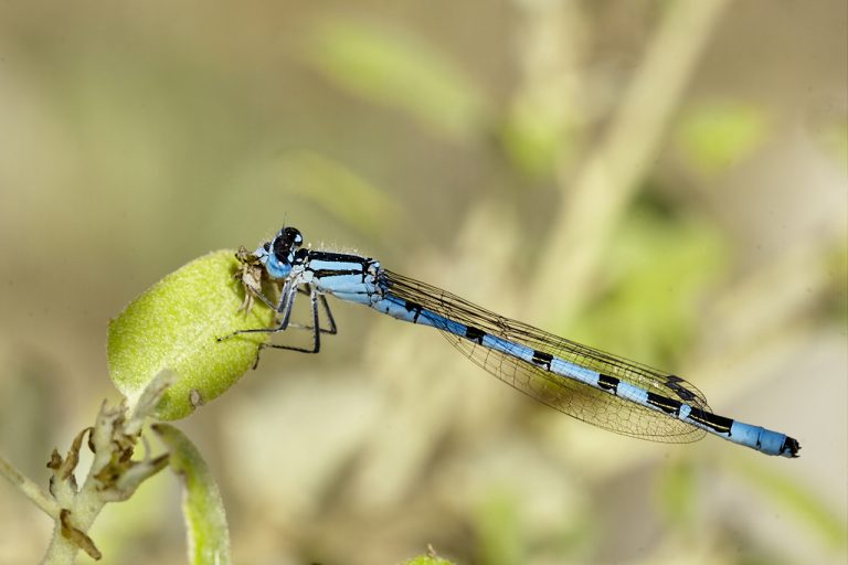 Enallagma cyathigerum - Caballito del diablo azul común