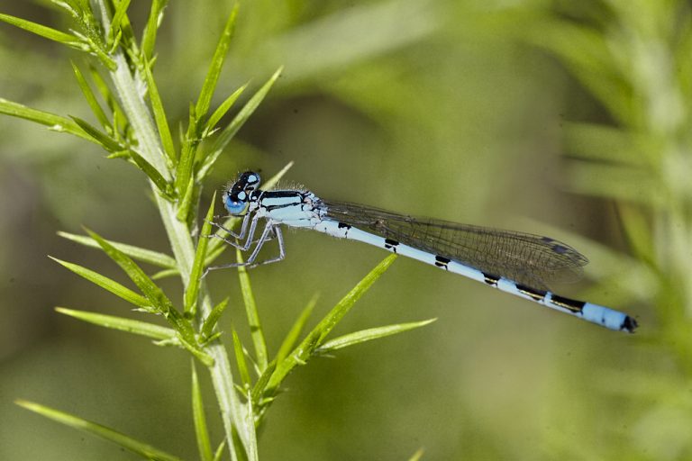 Enallagma cyathigerum - Caballito del diablo azul común