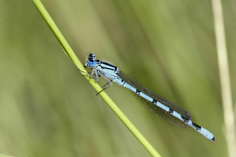 Enallagma cyathigerum - Caballito del diablo azul común