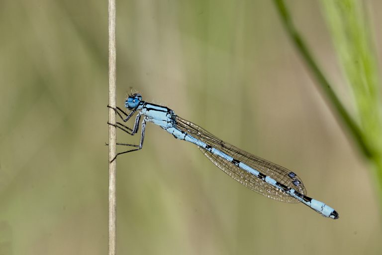 Enallagma cyathigerum - Caballito del diablo azul común