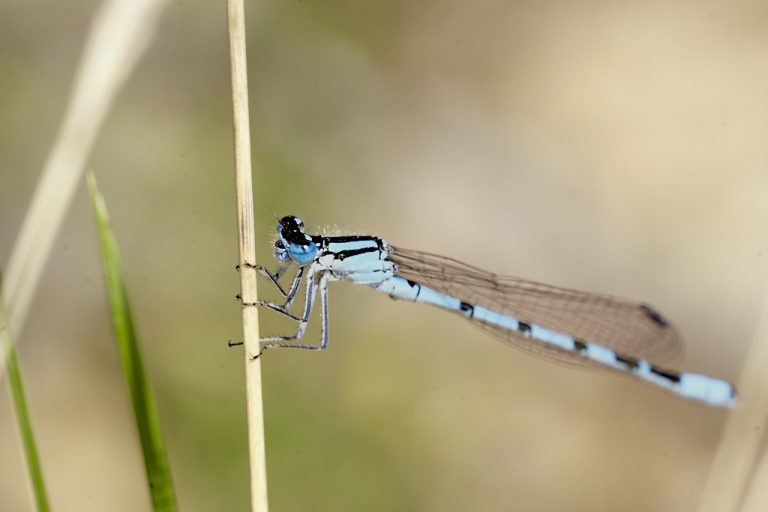 Enallagma cyathigerum - Caballito del diablo azul común