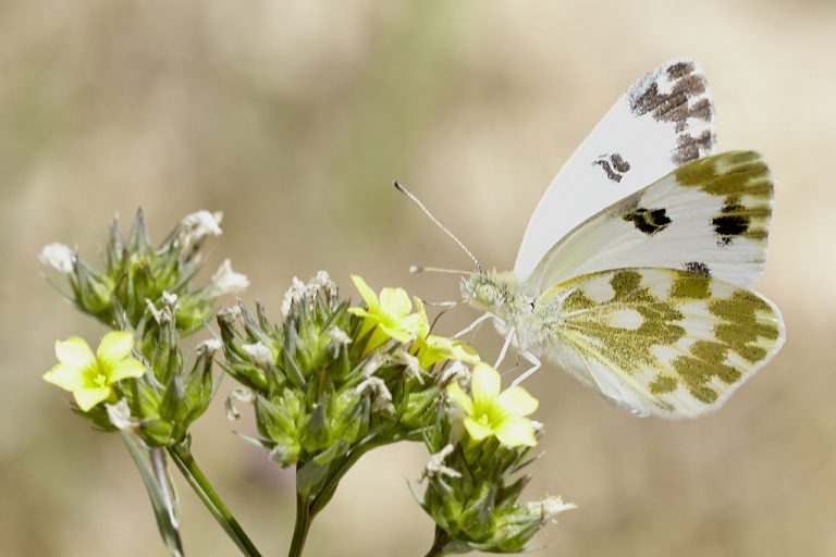 Blanquiverdosa - Bath white