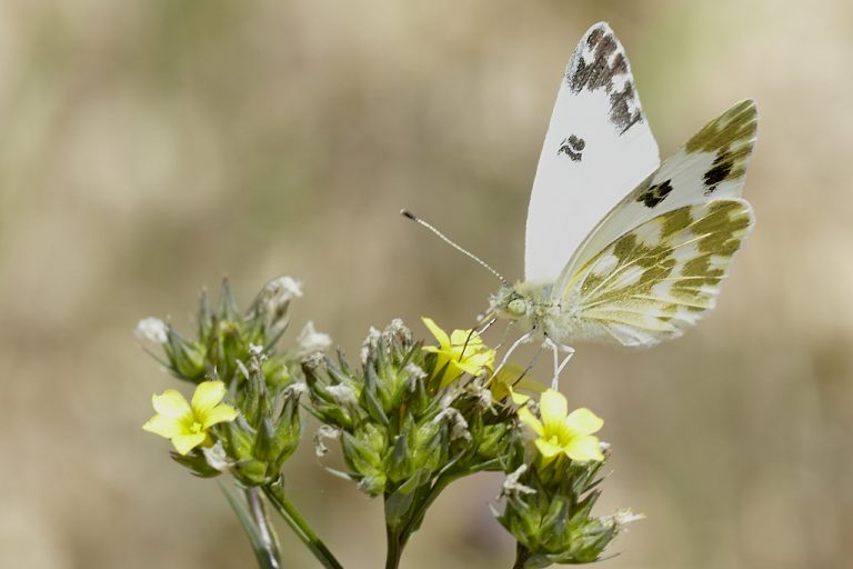 Blanquiverdosa - Bath white