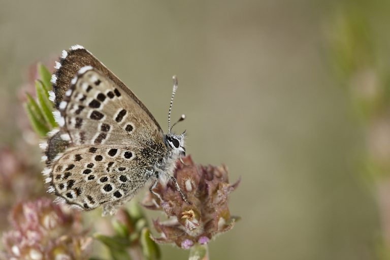 Pseudophilotes panoptes - Azulita del tomillo