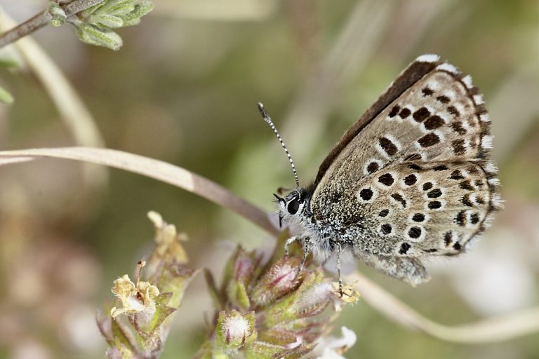 Pseudophilotes panoptes - Azulita del tomillo