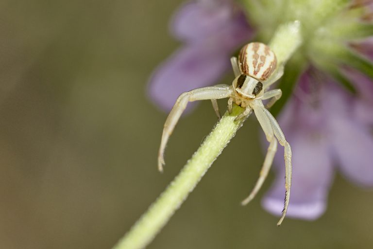 Runcinia grammica - Araña cangrejo