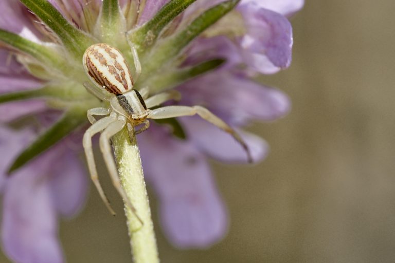 Runcinia grammica - Araña cangrejo