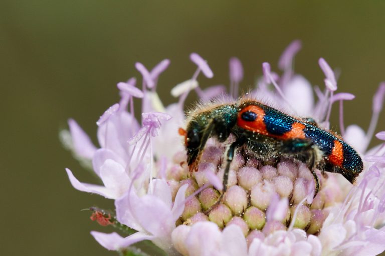 Trichodes leucopsideus - Escarabajo ajedrezado