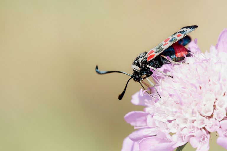 Zygaena occitanica  - Zigena occidental