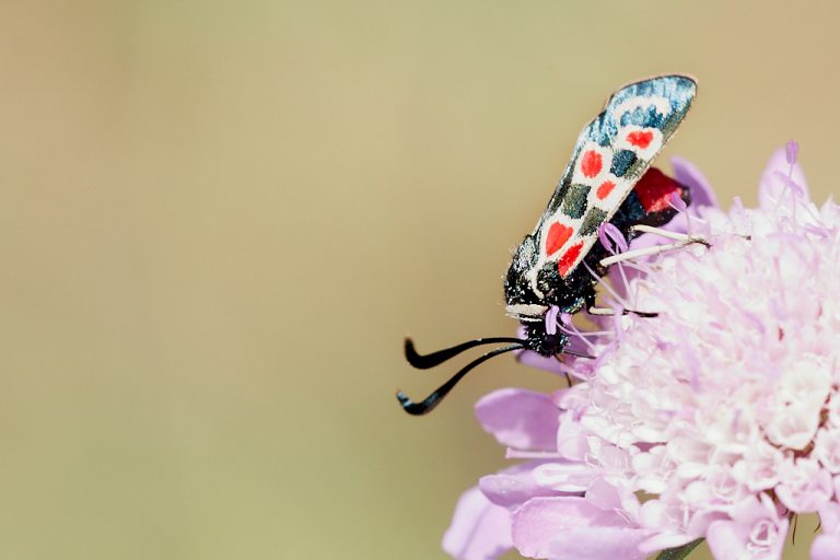 Zygaena occitanica  - Zigena occidental