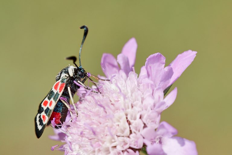 Zygaena occitanica  - Zigena occidental