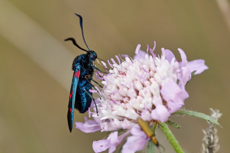 Zygaena trifolii - Zigena de cinco puntos