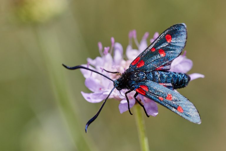 Zygaena trifolii - Zigena de cinco puntos