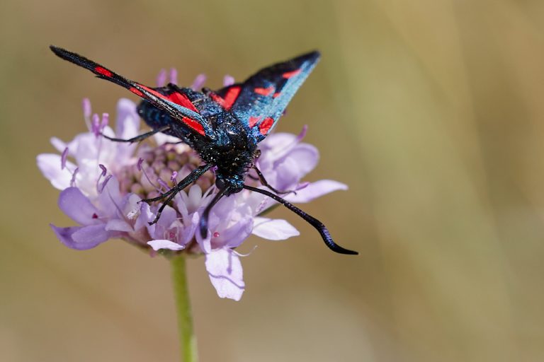 Zygaena trifolii - Zigena de cinco puntos