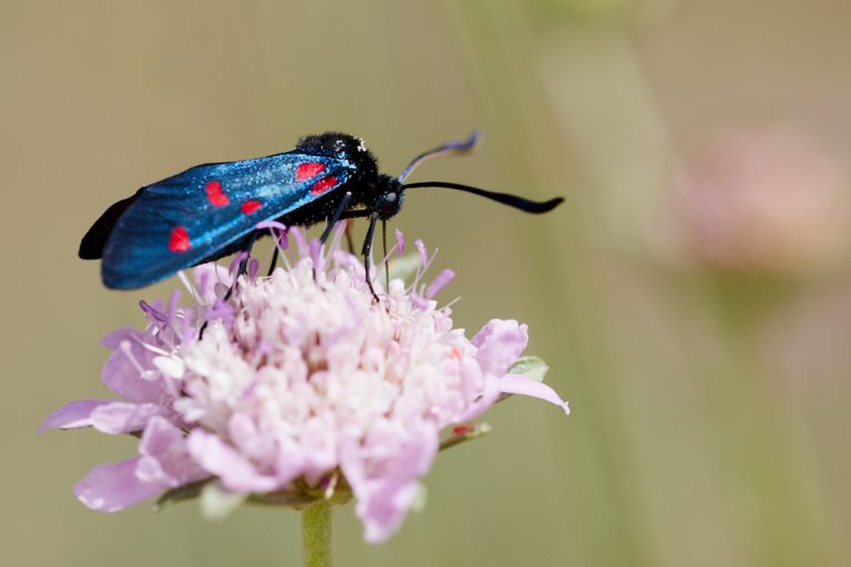 Zygaena trifolii - Zigena de cinco puntos