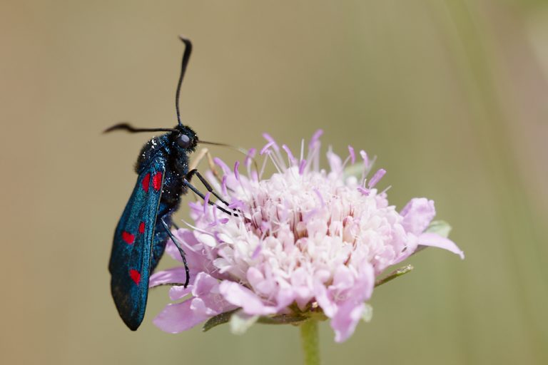 Zygaena trifolii - Zigena de cinco puntos