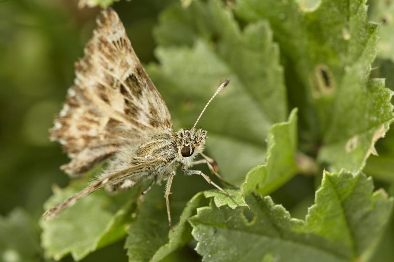 Carcharodus alceae - Capitán malva Mallow skipper