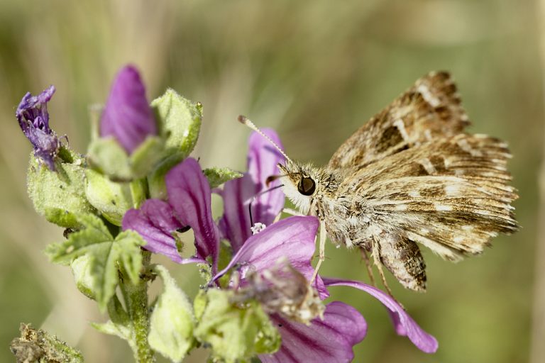 Carcharodus alceae - Capitán malva Mallow skipper