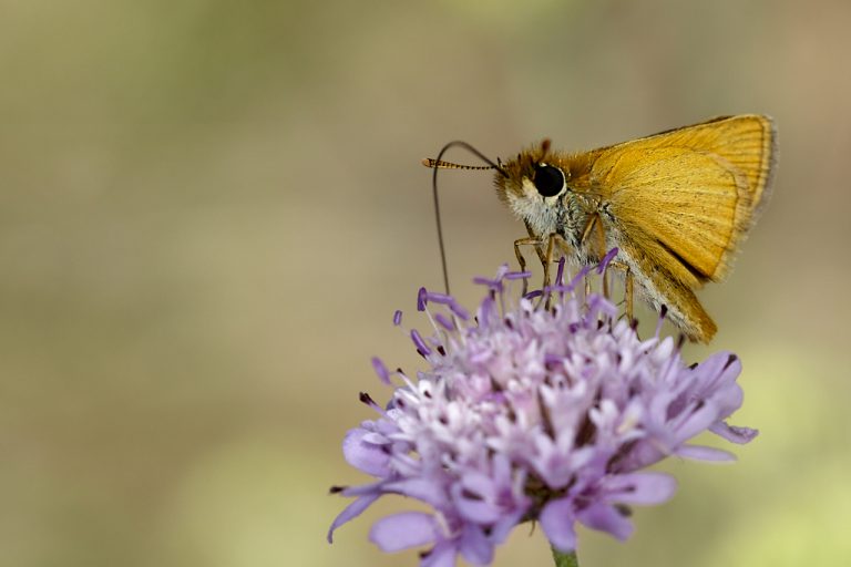 Thymelicus acteon - Dorada oscura