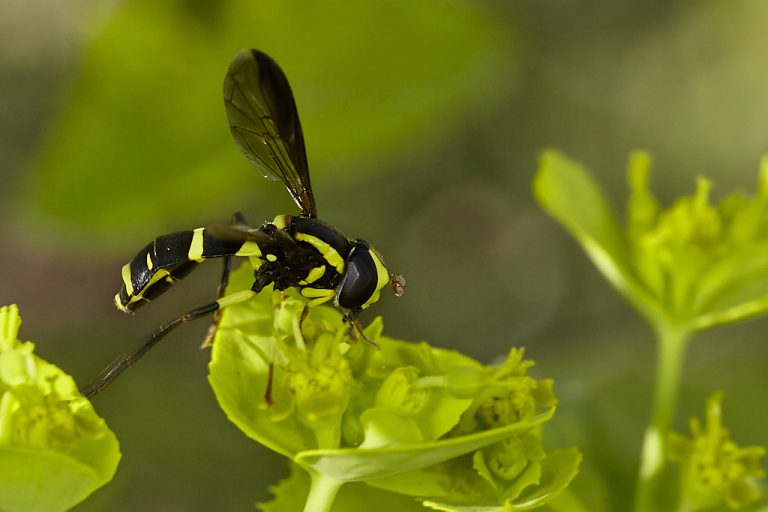 Xanthogramma marginale - Mosca avispa